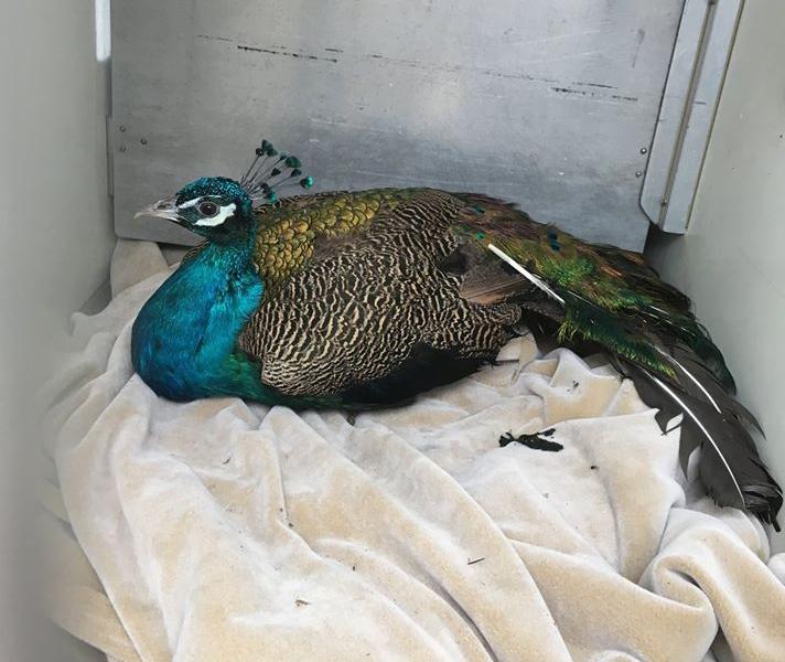 Animal Control peacock